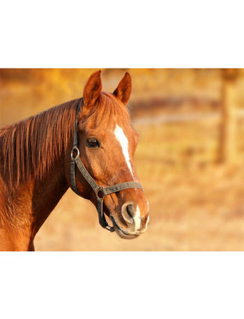 picture of a horse's head